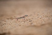 Middle Eastern short-fingered gecko