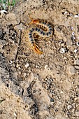 Centipede (Scolopendra)