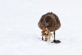 Southern giant petrel