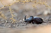 Spanish Dung beetle (Copris hispanus)