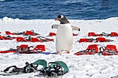 Gentoo penguins (Pygoscelis papua)