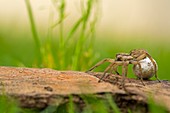 Wolf spider (family Lycosidae)