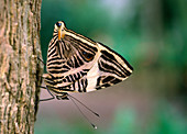 Dirce beauty butterfly