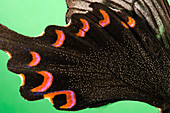 Mormon butterfly wing