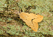 Buff ermine moth