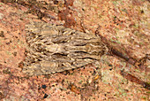 Dark arches moth