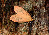 Rosy footman moth