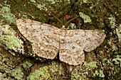 Willow beauty moth