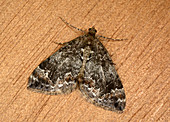 Common marbled carpet moth