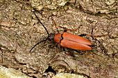 Red longhorn beetle
