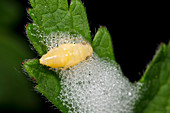 Froghopper nymph and cuckoo-spit