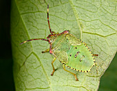 Hawthorn shield bug nymph