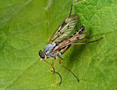 Downlooker snipe-fly