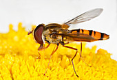 Marmalade hoverfly on a flower