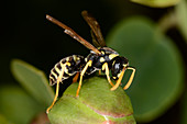 European paper wasp