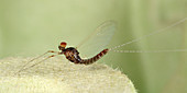 Small spurwing mayfly