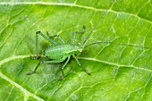 Speckled bush cricket nymph