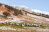 Sheep in the snow on Kirkstone Pass