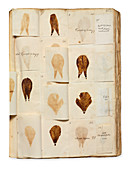 Pressed Tulip specimens