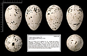 Tristram's great auk egg