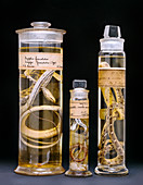 Snake spirit collection