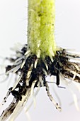 Root formation by a tomato cutting