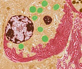 Endoplasmic reticulum,TEM