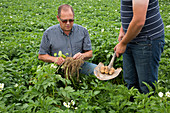 Potato farming,Idaho,USA