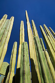 Mexican fence post cacti