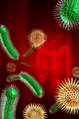 Intestinal bacteria,illustration