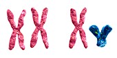 Sex chromosomes,illustration