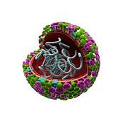 Influenza virus structure,illustration