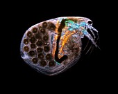 Water flea,polarised light micrograph