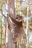 Koala Bear,Barmah Forest,Australia