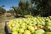 Pear orchard,Australia