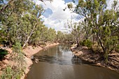 Red Gums on the Murray River