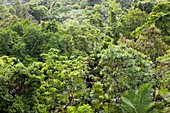 Daintree rainforest,Australia