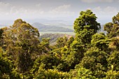 Daintree rainforest,Australia