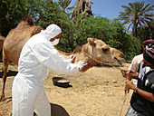 Camel blood sample,MERS research