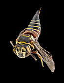 Parasitic bee