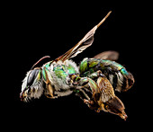 Green burrowing bee