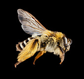 Hairy-footed hairy-legged bee