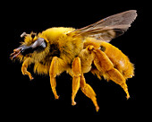 Long-faced bee