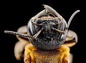 Giant resin bee