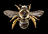 Gold-tailed melitta bee