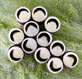 Eggs of the harlequin cabbage bug