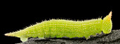 Northern pearly-eye caterpillar