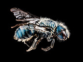 Mason bee