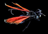 Tarantula hawk