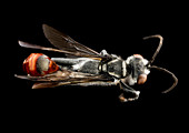 Thread-waisted wasp